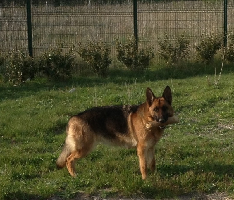 Fiby du domaine de janasse
